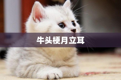 牛頭梗月立耳