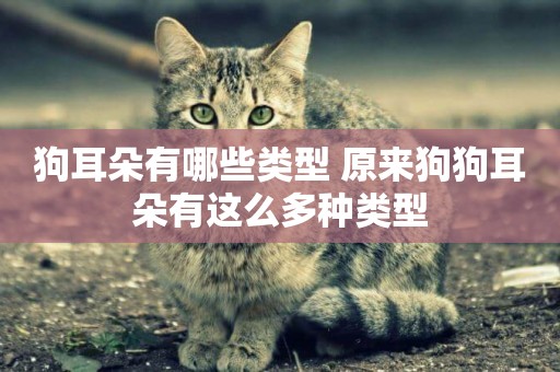 狗耳朵有哪些類型 原來狗狗耳朵有這么多種類型
