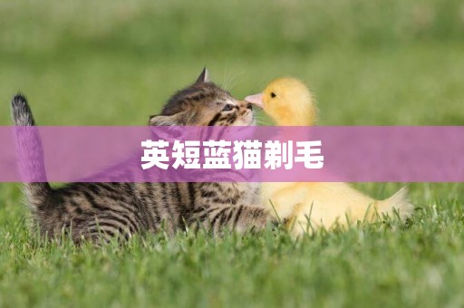 英短藍貓剃毛