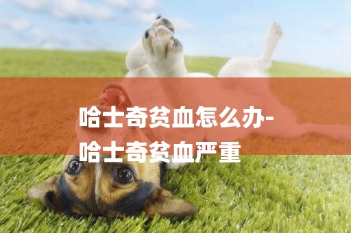 哈士奇貧血怎么辦-
哈士奇貧血嚴重