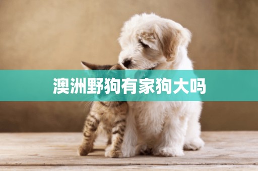 澳洲野狗有家狗大嗎