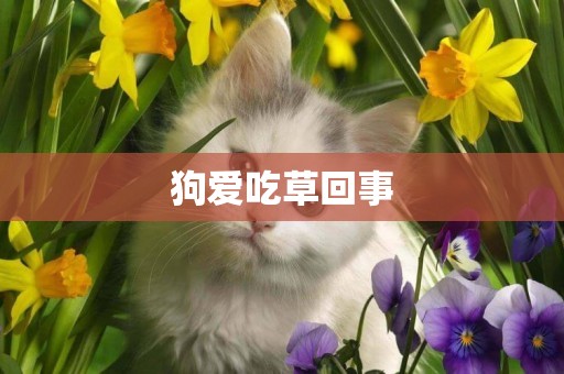 狗愛吃草回事
