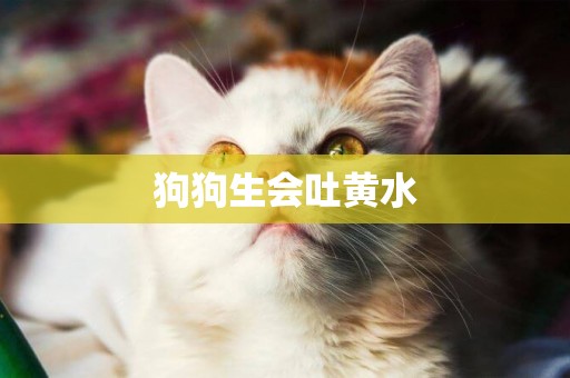 狗狗生會吐黃水