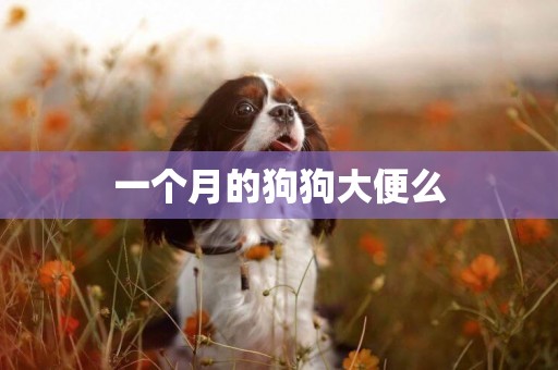 一個月的狗狗大便么