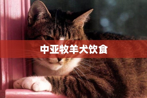 中亞牧羊犬飲食
