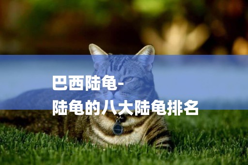 巴西陸龜-
陸龜的八大陸龜排名