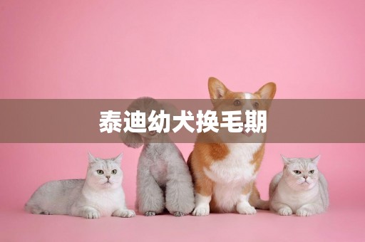 泰迪幼犬換毛期