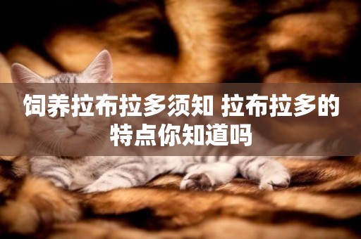 飼養拉布拉多須知 拉布拉多的特點你知道嗎