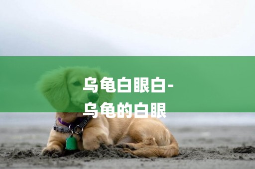 烏龜白眼白-
烏龜的白眼