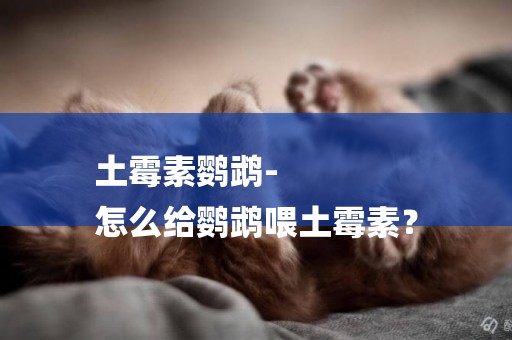 土霉素鸚鵡-
怎么給鸚鵡喂土霉素？