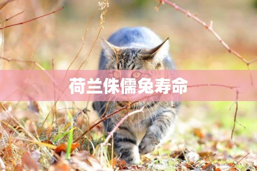 荷蘭侏儒兔壽命