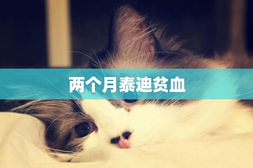 兩個月泰迪貧血