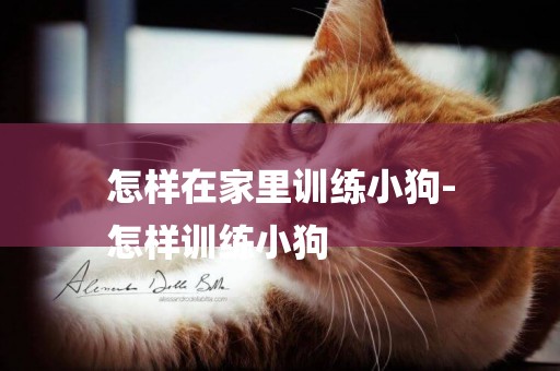 怎樣在家里訓練小狗-
怎樣訓練小狗