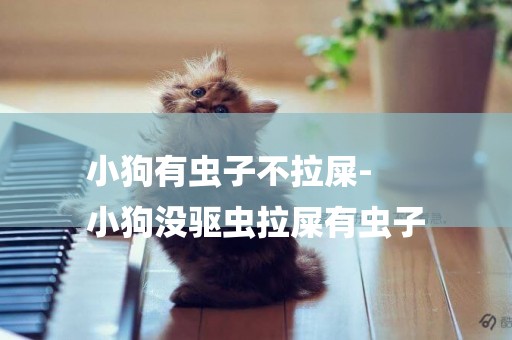 小狗有蟲子不拉屎-
小狗沒驅蟲拉屎有蟲子