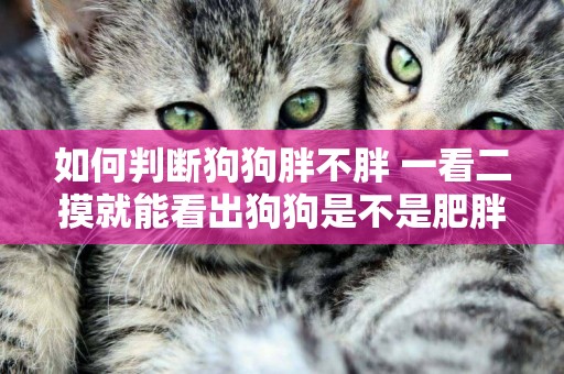 如何判斷狗狗胖不胖 一看二摸就能看出狗狗是不是肥胖