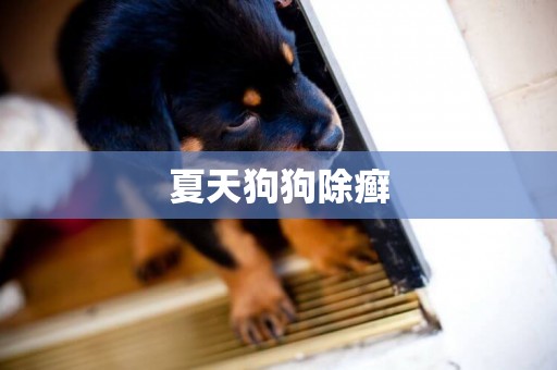 夏天狗狗除癬