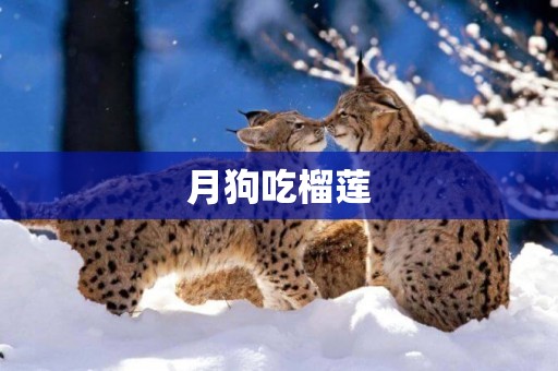 月狗吃榴蓮