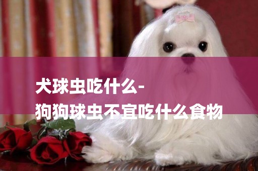 犬球蟲吃什么-
狗狗球蟲不宜吃什么食物