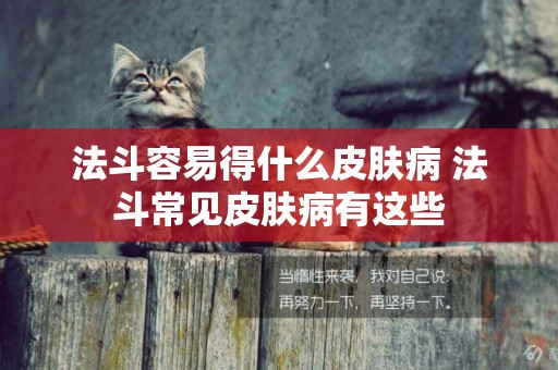 法斗容易得什么皮膚病 法斗常見皮膚病有這些