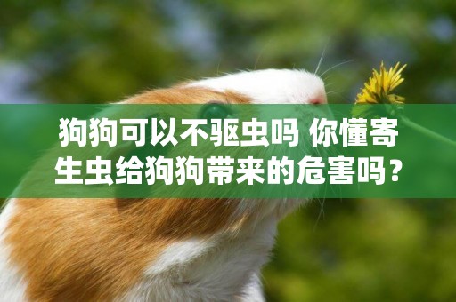 狗狗可以不驅蟲嗎 你懂寄生蟲給狗狗帶來的危害嗎？