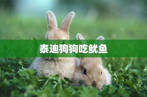 泰迪狗狗吃魷魚