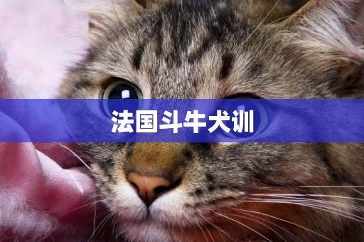法國斗牛犬訓