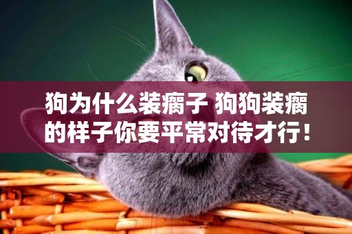 狗為什么裝瘸子 狗狗裝瘸的樣子你要平常對待才行！