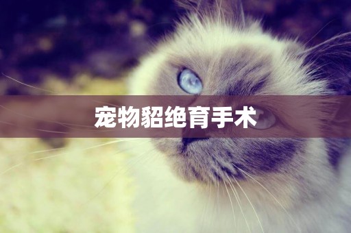 寵物貂絕育手術