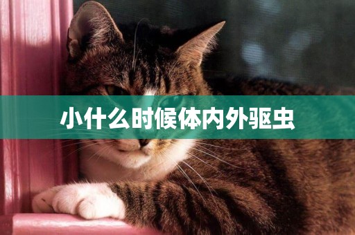 小什么時候體內外驅蟲