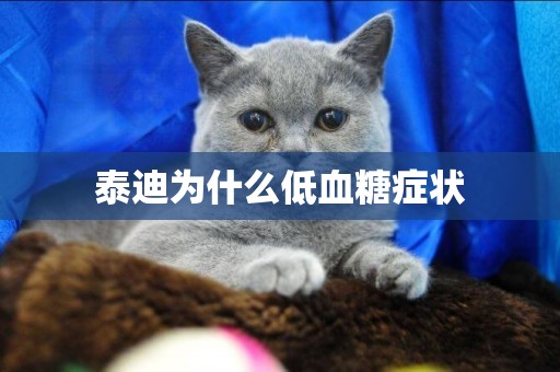 泰迪為什么低血糖癥狀