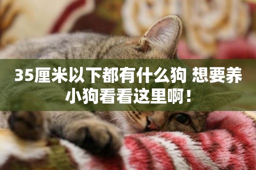 35厘米以下都有什么狗 想要養小狗看看這里啊! 35厘米以下都有什么狗 想要養小狗看看這里啊!