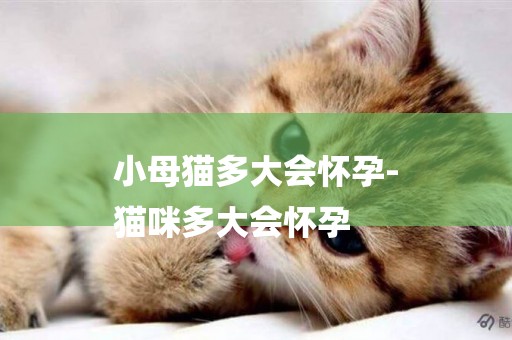 小母貓多大會懷孕-
貓咪多大會懷孕