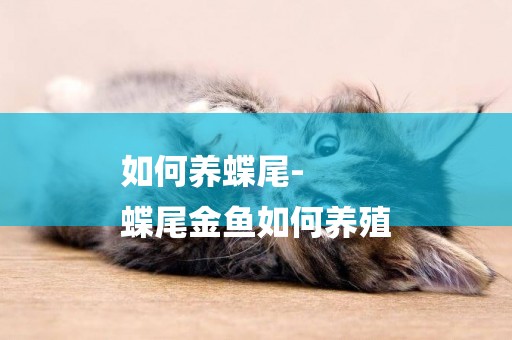 如何養蝶尾-
蝶尾金魚如何養殖