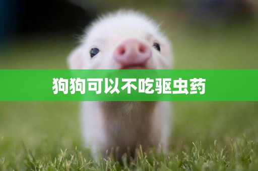 狗狗可以不吃驅蟲藥