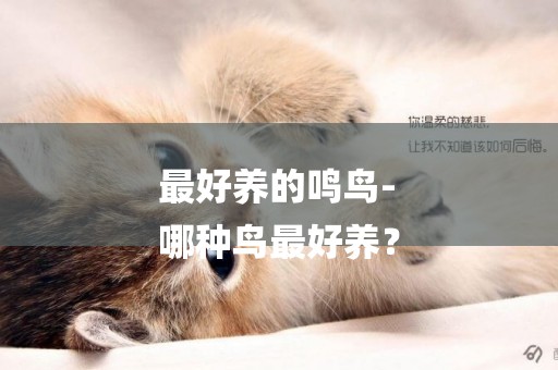 最好養的鳴鳥-
哪種鳥最好養？