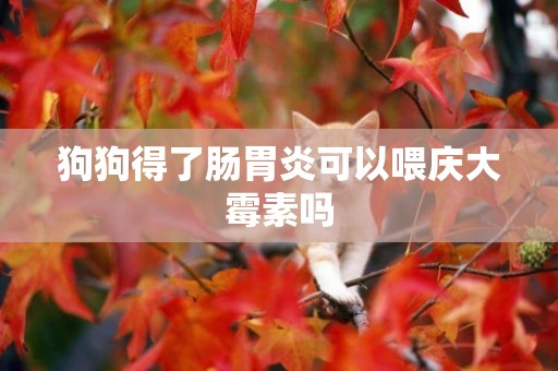 狗狗得了腸胃炎可以喂慶大霉素嗎