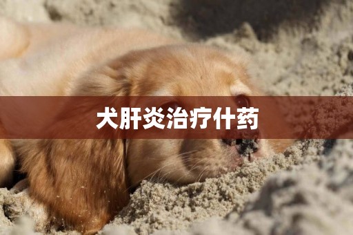 犬肝炎治療什藥