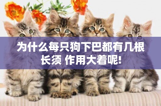 為什么每只狗下巴都有幾根長須 作用大著呢!