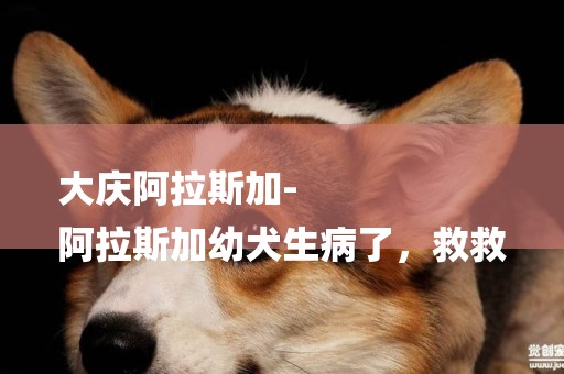 大慶阿拉斯加-
阿拉斯加幼犬生病了，救救