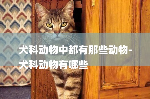 犬科動物中都有那些動物-
犬科動物有哪些