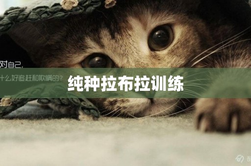 純種拉布拉訓練