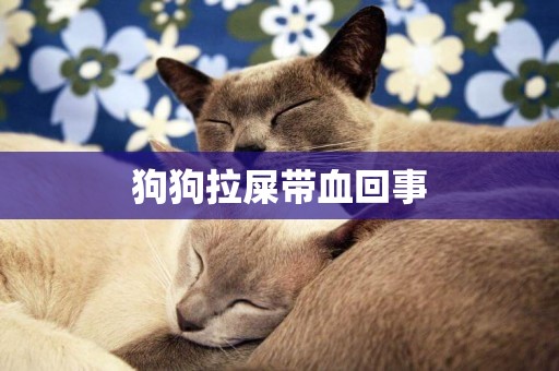 狗狗拉屎帶血回事