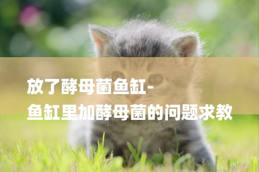 放了酵母菌魚缸-
魚缸里加酵母菌的問題求教