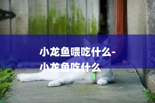 小龍魚喂吃什么-
小龍魚吃什么