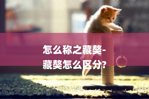 怎么稱之藏獒-
藏獒怎么區分?