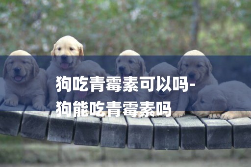 狗吃青霉素可以嗎-
狗能吃青霉素嗎