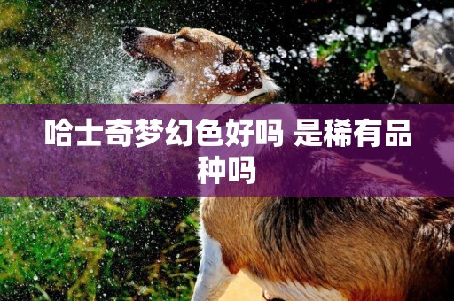 哈士奇夢幻色好嗎 是稀有品種嗎