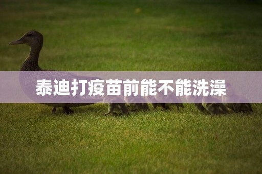 泰迪打疫苗前能不能洗澡