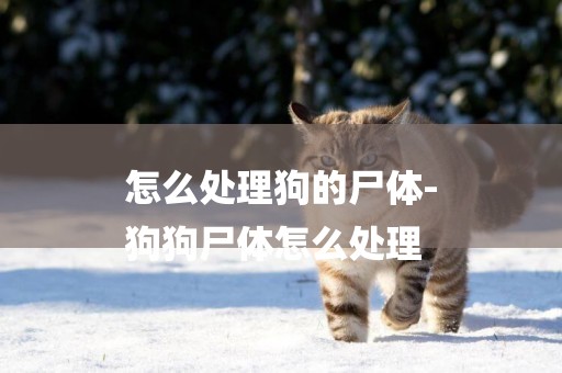 怎么處理狗的尸體-
狗狗尸體怎么處理