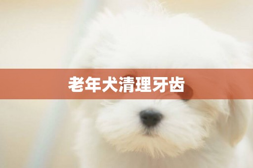 老年犬清理牙齒